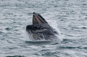 Whale Watching Westfjords in June
