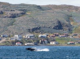 iceland whale watching June