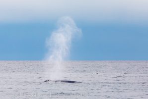 Blue Whales in Iceland