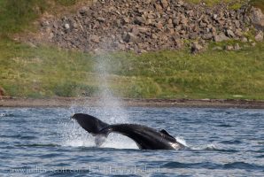 Humpback Whale Iceland Westfjords