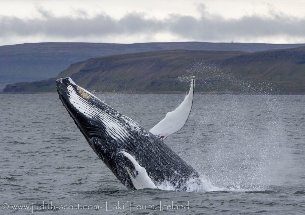Láki Tours Whale Watching Iceland + Bird Watching + Sea Angling