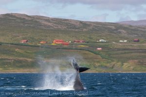 Iceland Whale Watching Summer Westfjords