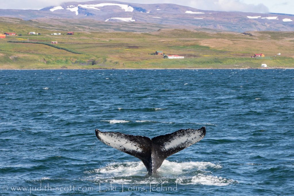 Westfjords Whale Watching July with Laki Tours | lakitours.com