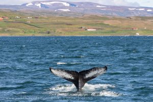 Westfjords Whale Watching July with Laki Tours