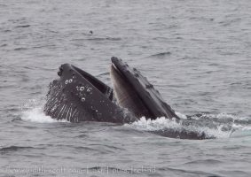 Whale Watching Iceland July