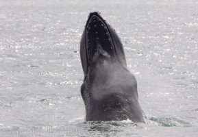 Whale Watching Westfjords July