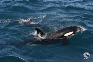 Iceland Killer Whale Watching July