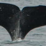 Sperm Whales Iceland - Sperm Whale Migration