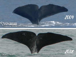 sperm whale migration Iceland Azores