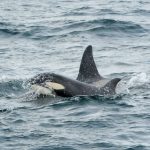 whales in iceland - best places for whale watching in iceland