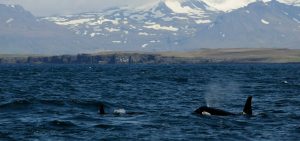 why you need to take a boat tour in snaefellsnes with láki tours