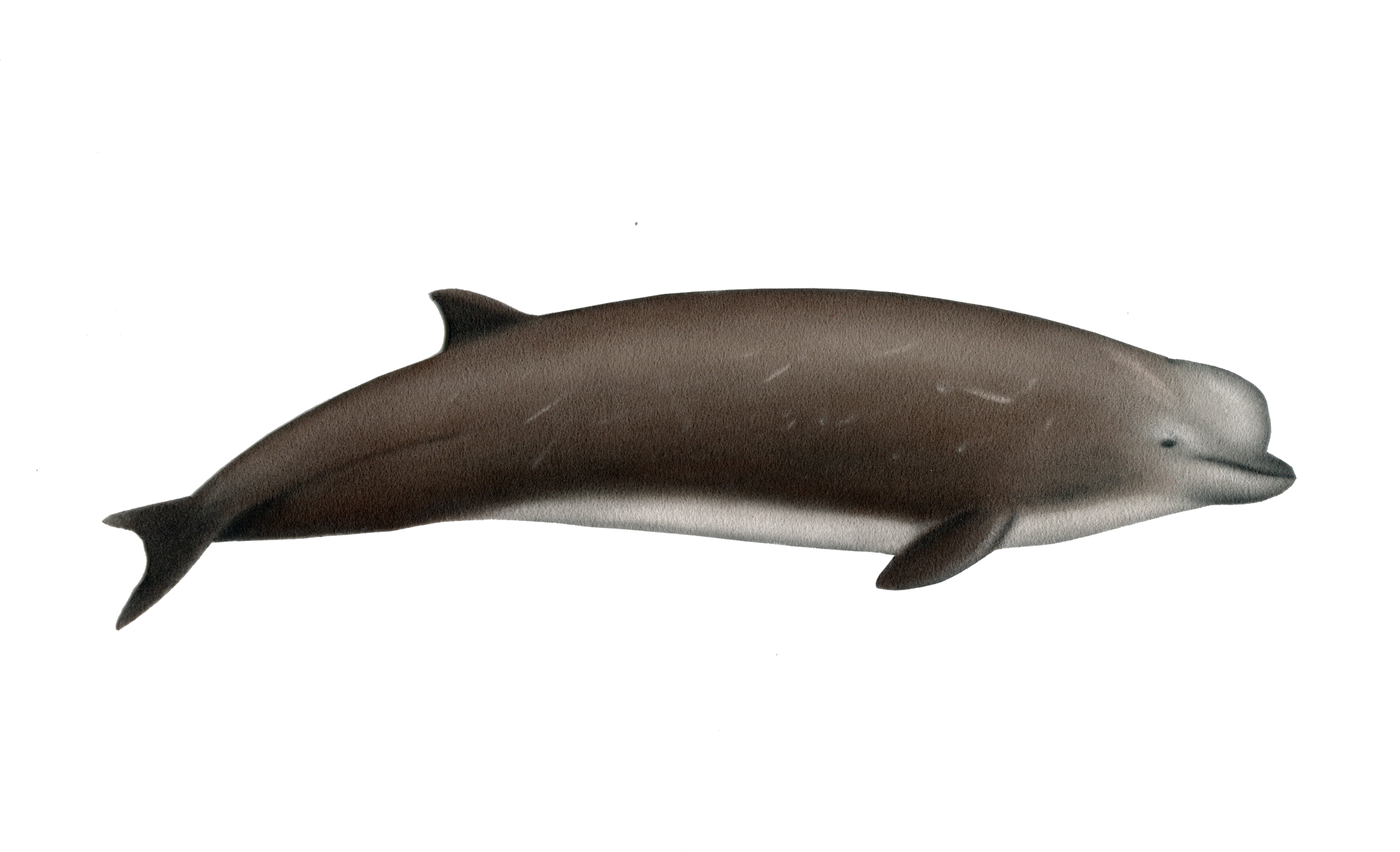 WHALES WE SEE - lakitours.com