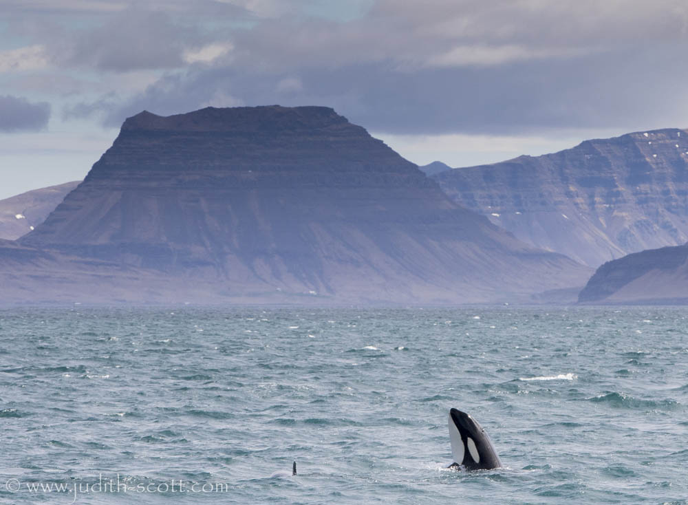 Photos: Mass Pilot Whale Death in Snæfellsnes, West Iceland