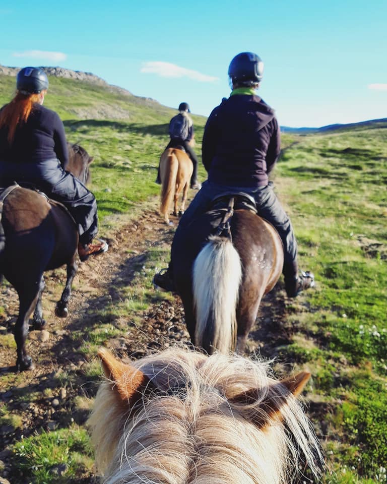 Horseback Riding Holmavik
