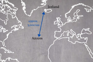 Iceland Sperm Whale Migration