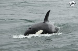 orcas in Iceland