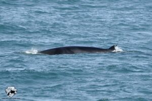 whale watching in snaefellsnes