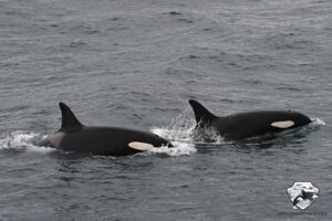 Orca Watching Snaefellsnes in March
