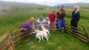 Sheep Museum Holmavik Westfjords