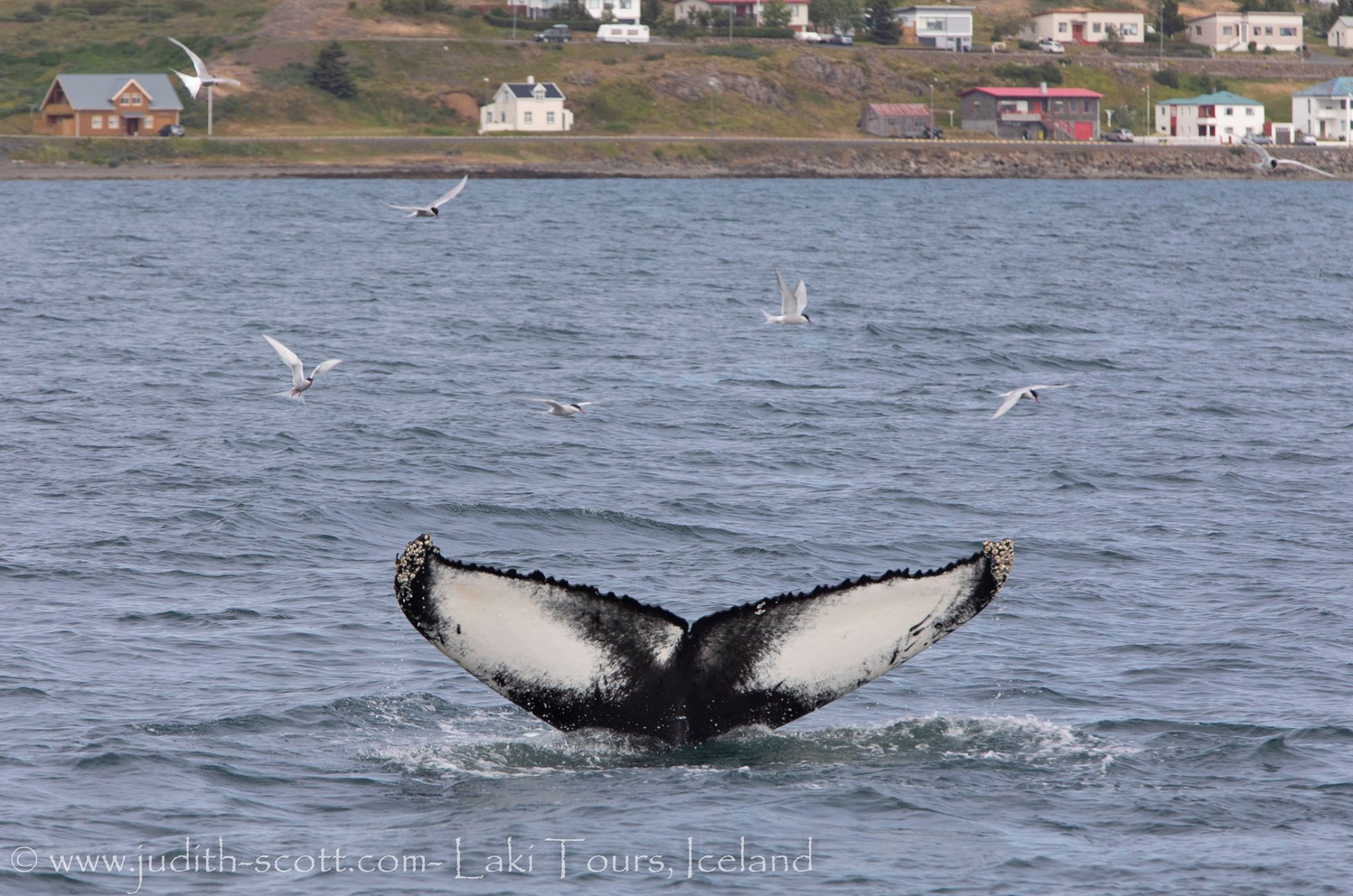 Whale Watching Holmavik July
