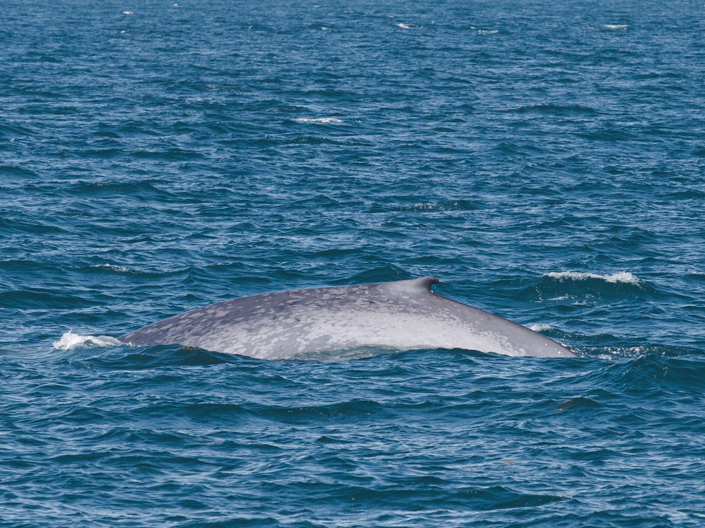 blue whale in iceland