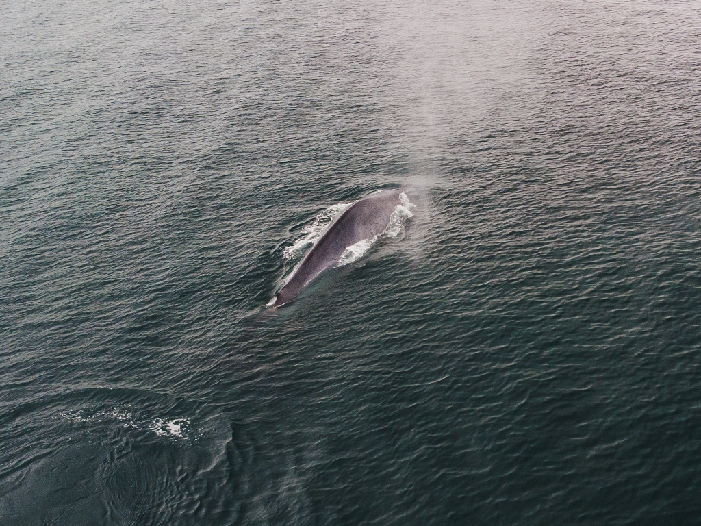 blue whales in iceland
