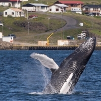 Jumping whales in both our locations!