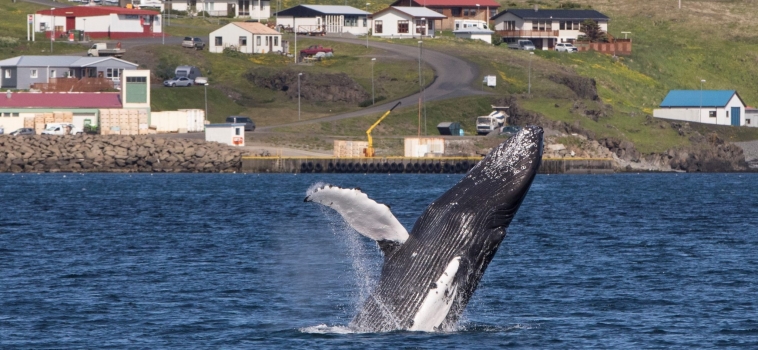 Jumping whales in both our locations!