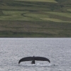 010818 humpback tail and landscape