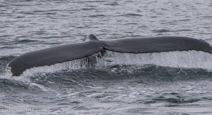 010818 humpback tail