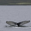 010818 humpback whale ID