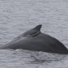 010818 humpback whale prop scar