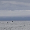 010818 leaping dolphins