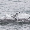 010818 whitebeak dolphin mum and juvenile