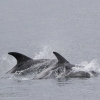 010818 young calf whitebeak dolphin