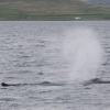 020718 humpback whale