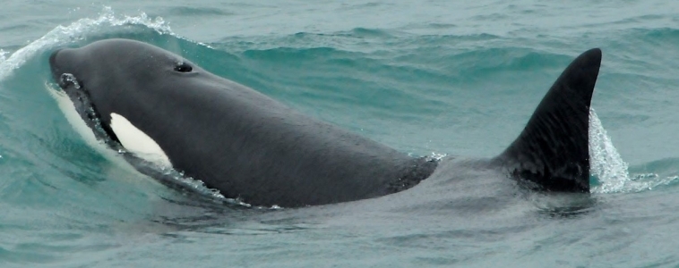 Three species out of Ólafsvík and the reliable humpbacks in Hólmavík
