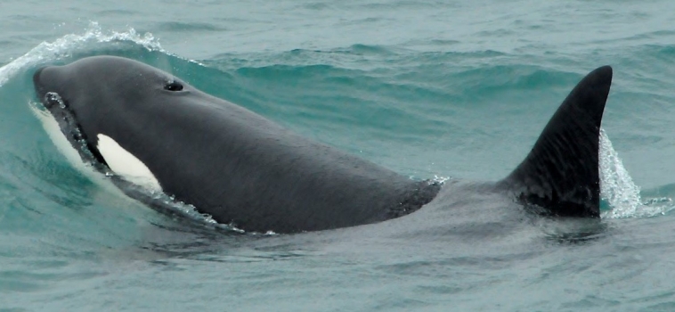 Three species out of Ólafsvík and the reliable humpbacks in Hólmavík