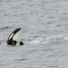 0208 orca spy hop