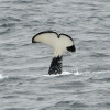 whale watching tours iceland
