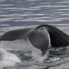 020818 humpback fluke