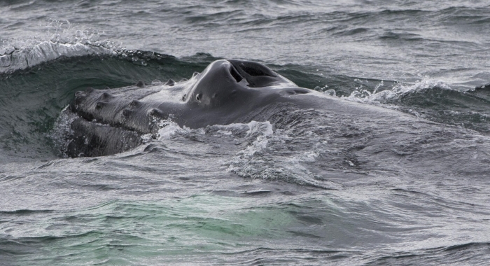 020818 humpback head