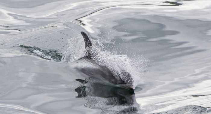 020818 whitebeaked dolphin coming in