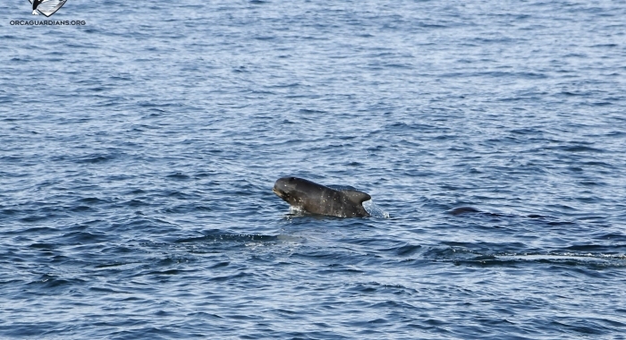 020918 young pilot whale