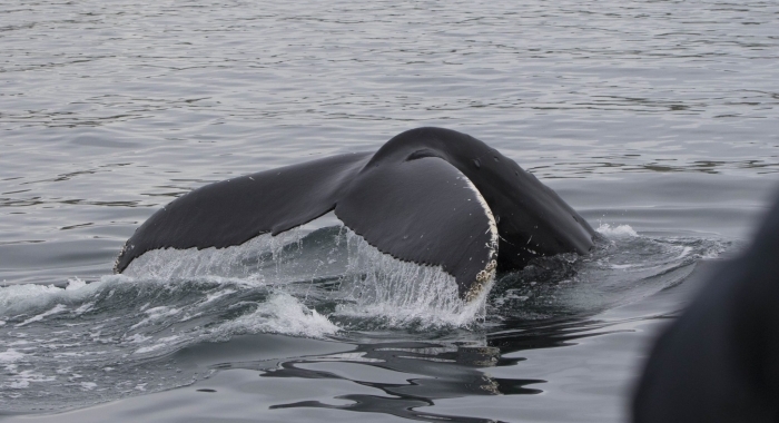 030818 close humpback tail