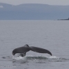 030818 humpback tail