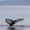 030818 humpback whale ID