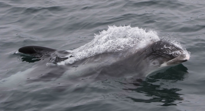 030818 white beaked dolphin