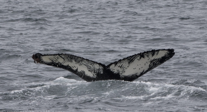 030918 humpback ID orca scars