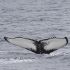 040718 humpback ID